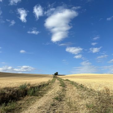 Fin juillet sous le soleil ou l&rsquo;été 2026 à Druyes.